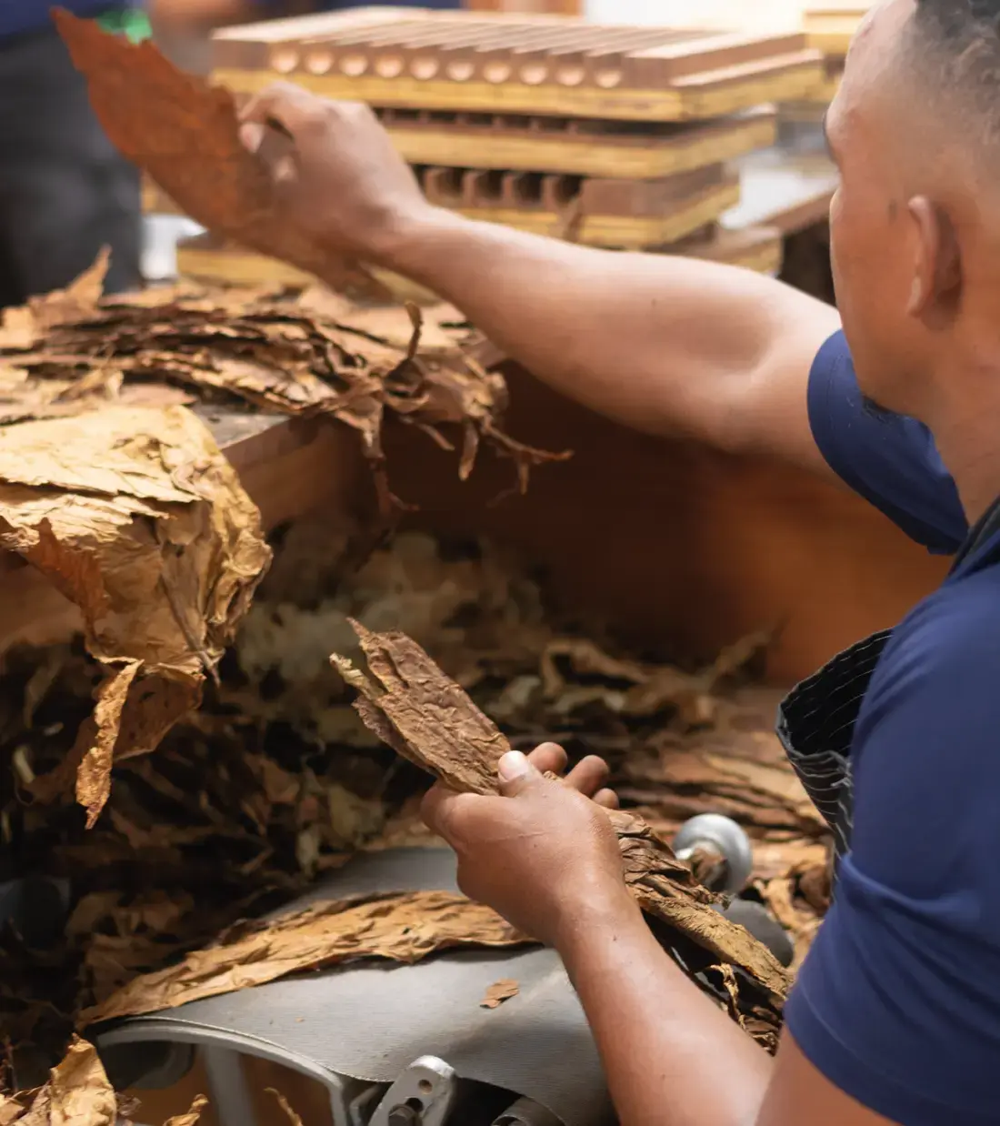 Artesano de Americo Cigars seleccionando hojas de tabaco